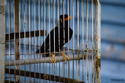 Common Hill Myna