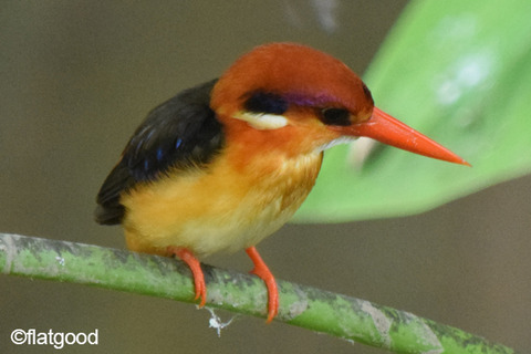 Oriental-Dwarf-Kingfisher_front