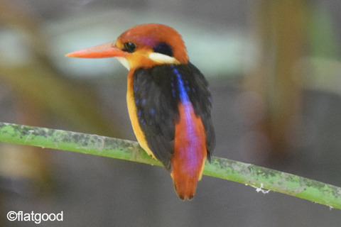 Oriental-Dwarf-Kingfisher_back