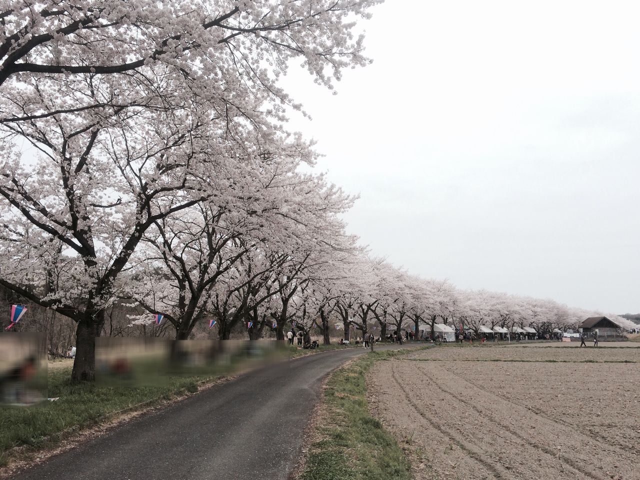 都幾川桜堤で春を感じる 埼玉嵐山散策 埼玉県比企郡嵐山町 滑川町 散策びより 都幾川桜堤で春を感じる 埼玉嵐山散策 埼玉県比企郡嵐山町 滑川町 散策びより