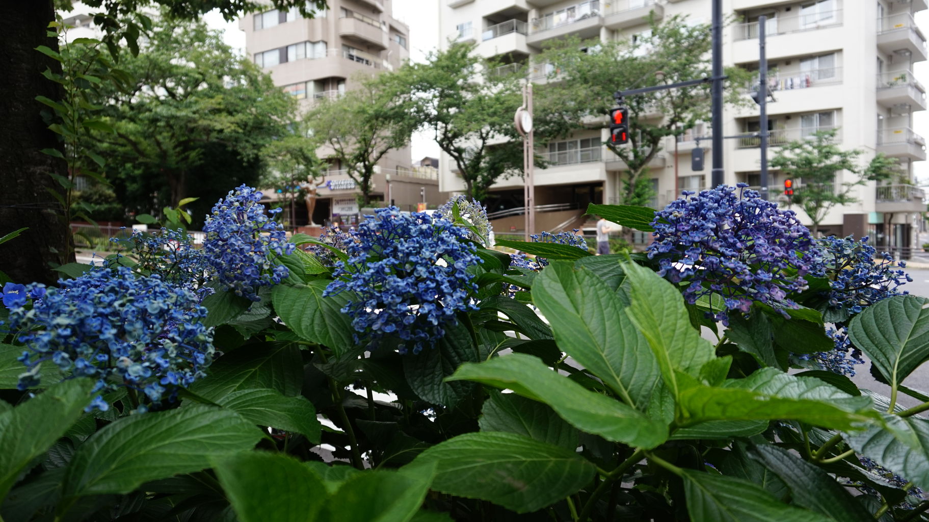 坂とみどりのまち 白山 茗荷谷散策 東京都文京区 散策びより