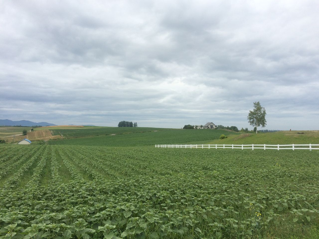 北の国から散策びより 美瑛散策その２ 美瑛 という名の芸術 パノラマロード編 北海道上川郡美瑛町 散策びより