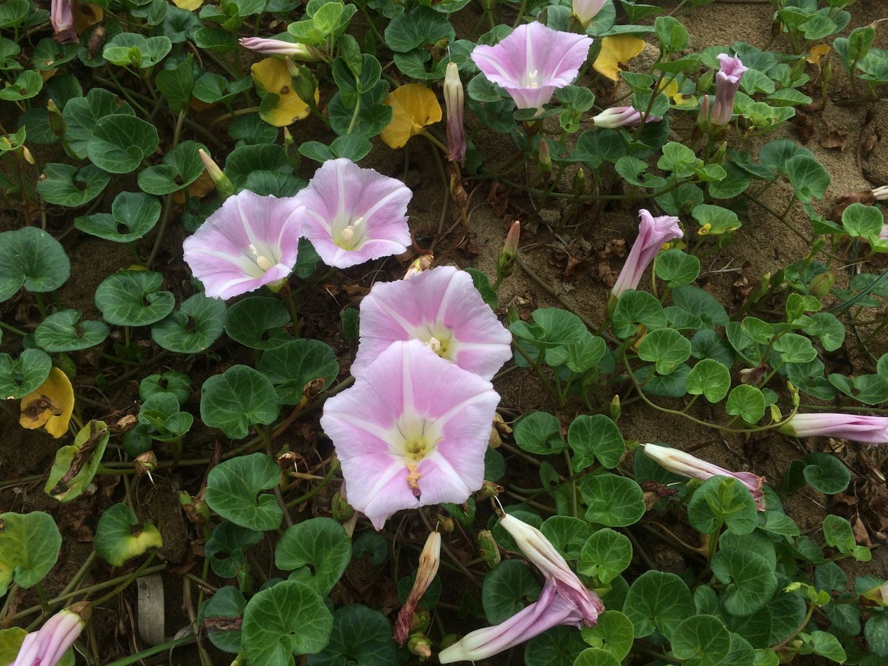 本当に 砂丘だけなの 鳥取県 鳥取砂丘散策 鳥取が誇る観光名所 鳥取県鳥取市 散策びより