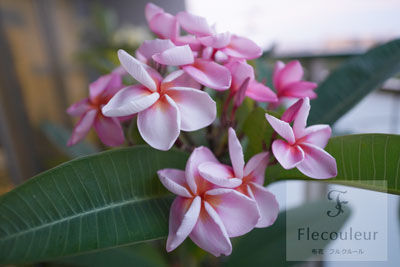 purumeria-pink