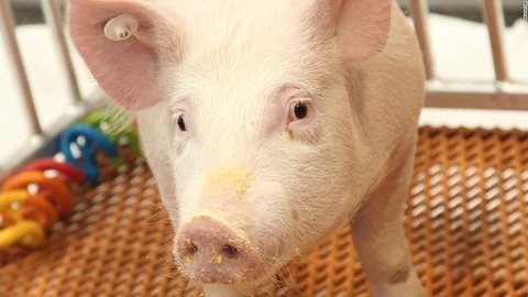gm-pig-fda-approved-super-169
