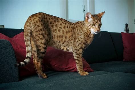 猫?