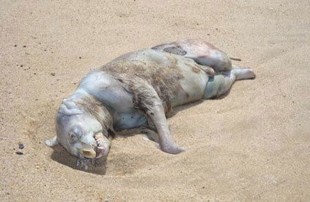 死体