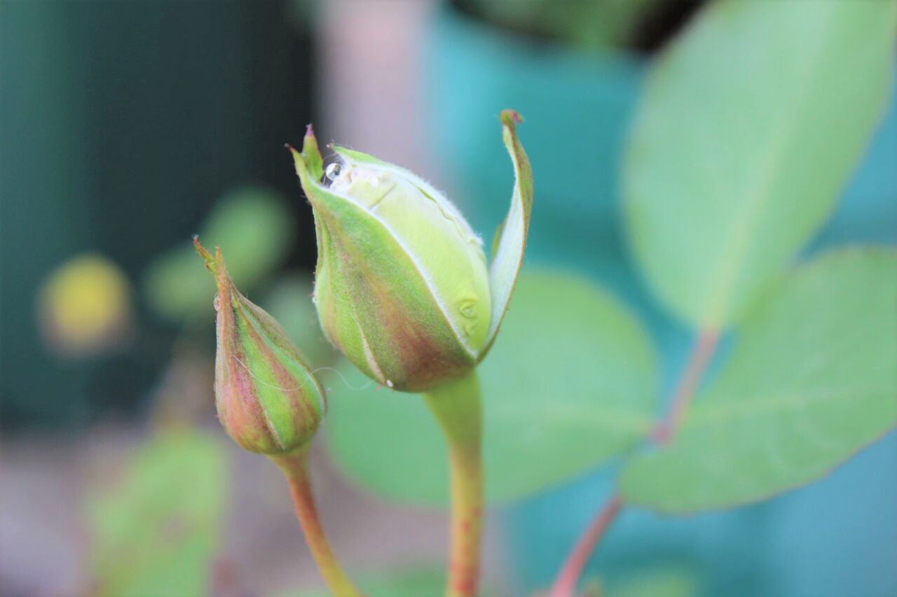 とりあえず 薔薇 Fleur De La Rose