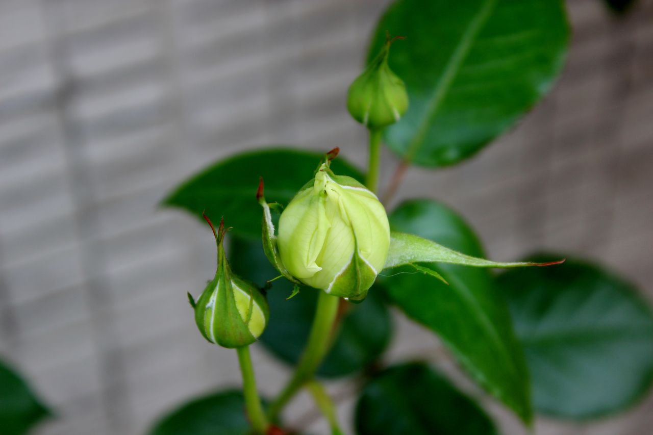 雨後の薔薇ども Fleur De La Rose 雨後の薔薇ども Fleur De La Rose