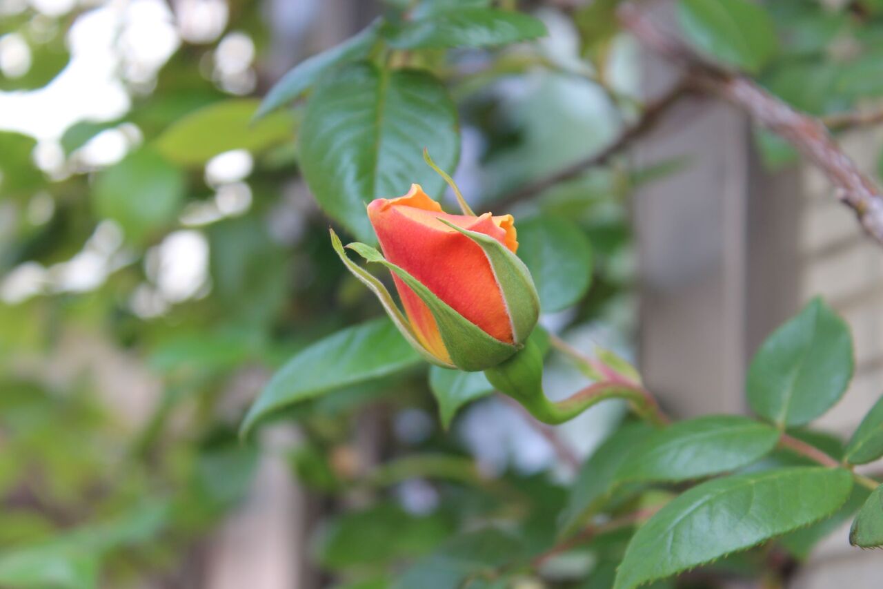 とりあえず 薔薇 Fleur De La Rose とりあえず 薔薇 Fleur De La Rose