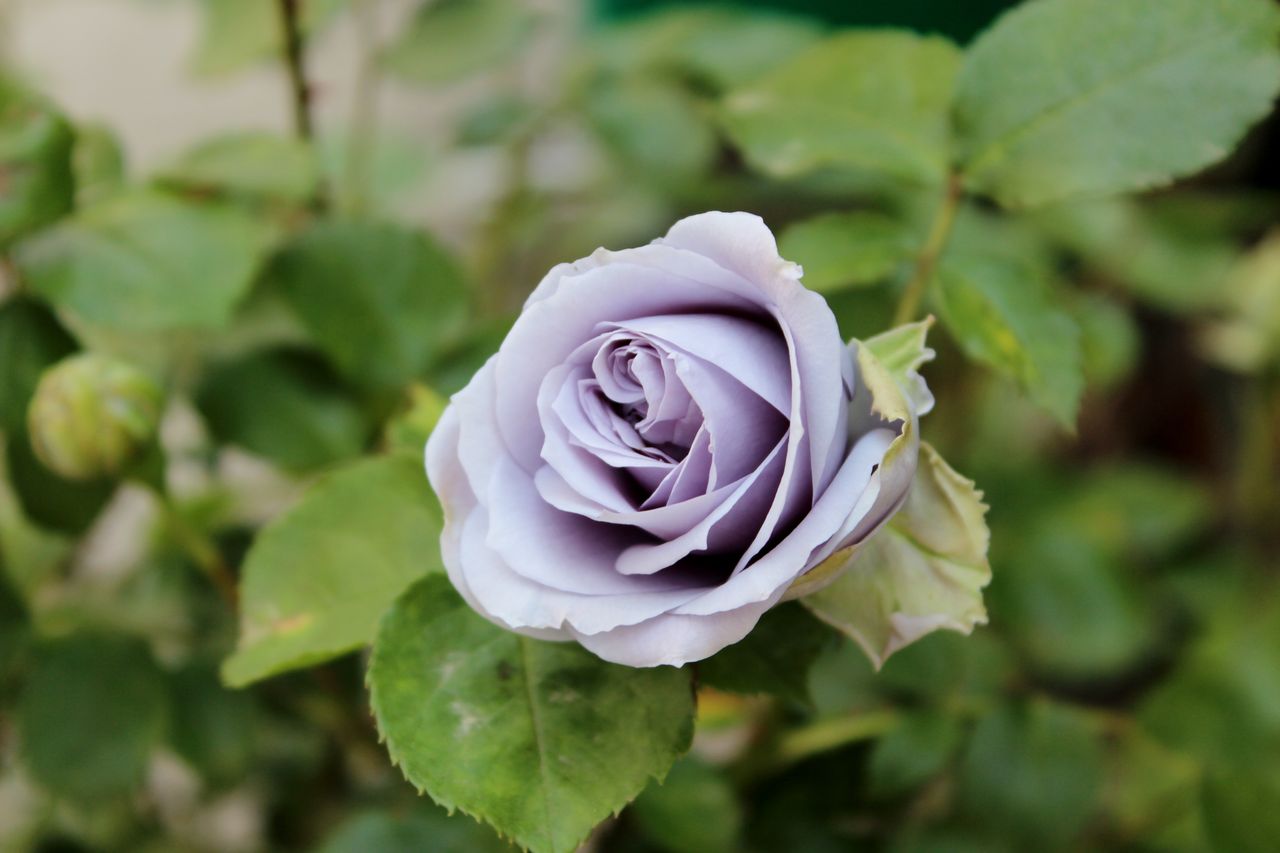 Fleur de la Rose
2013年 春 Turn Blue ターンブルー
コメントトラックバック fleurdelarose