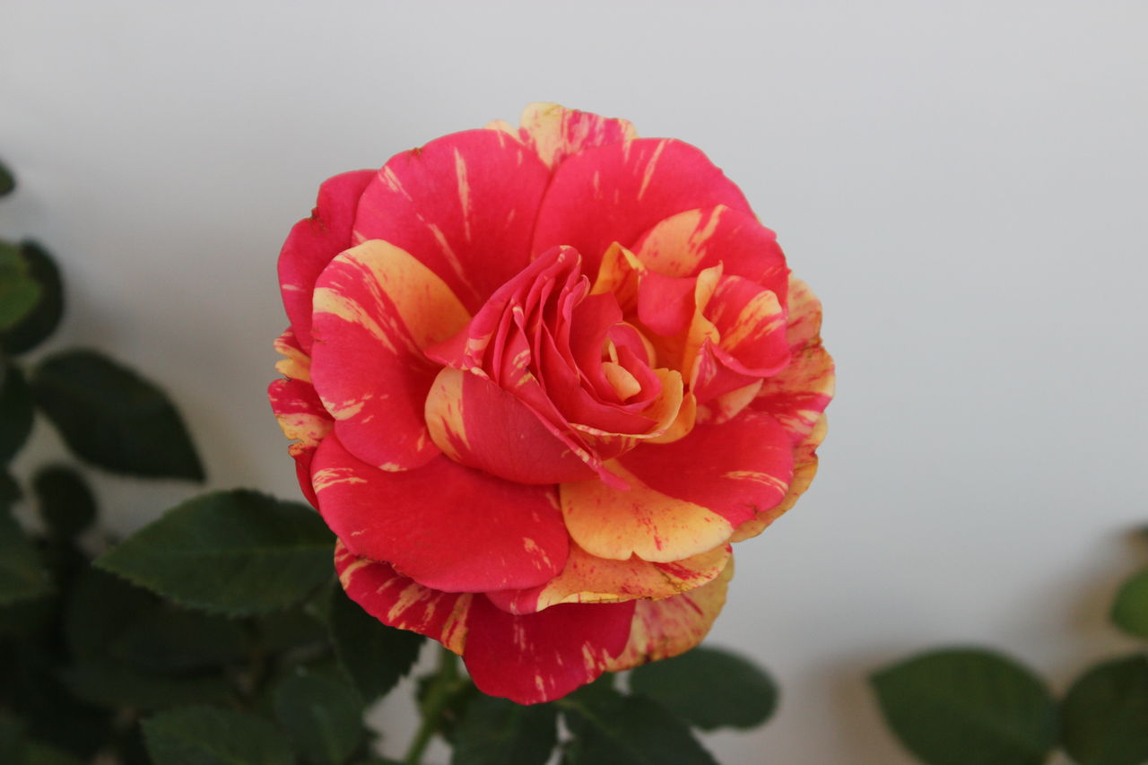 ミニバラ Forever Rose Fleur De La Rose