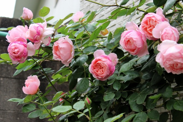 とりあえず 薔薇 Fleur De La Rose とりあえず 薔薇 Fleur De La Rose