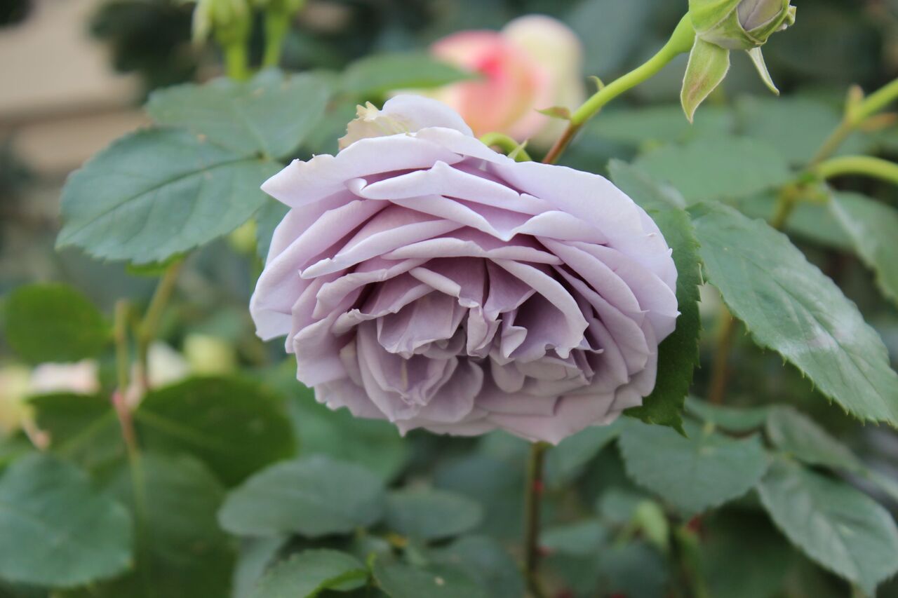 Fleur De La Rose Fleur De La Rose