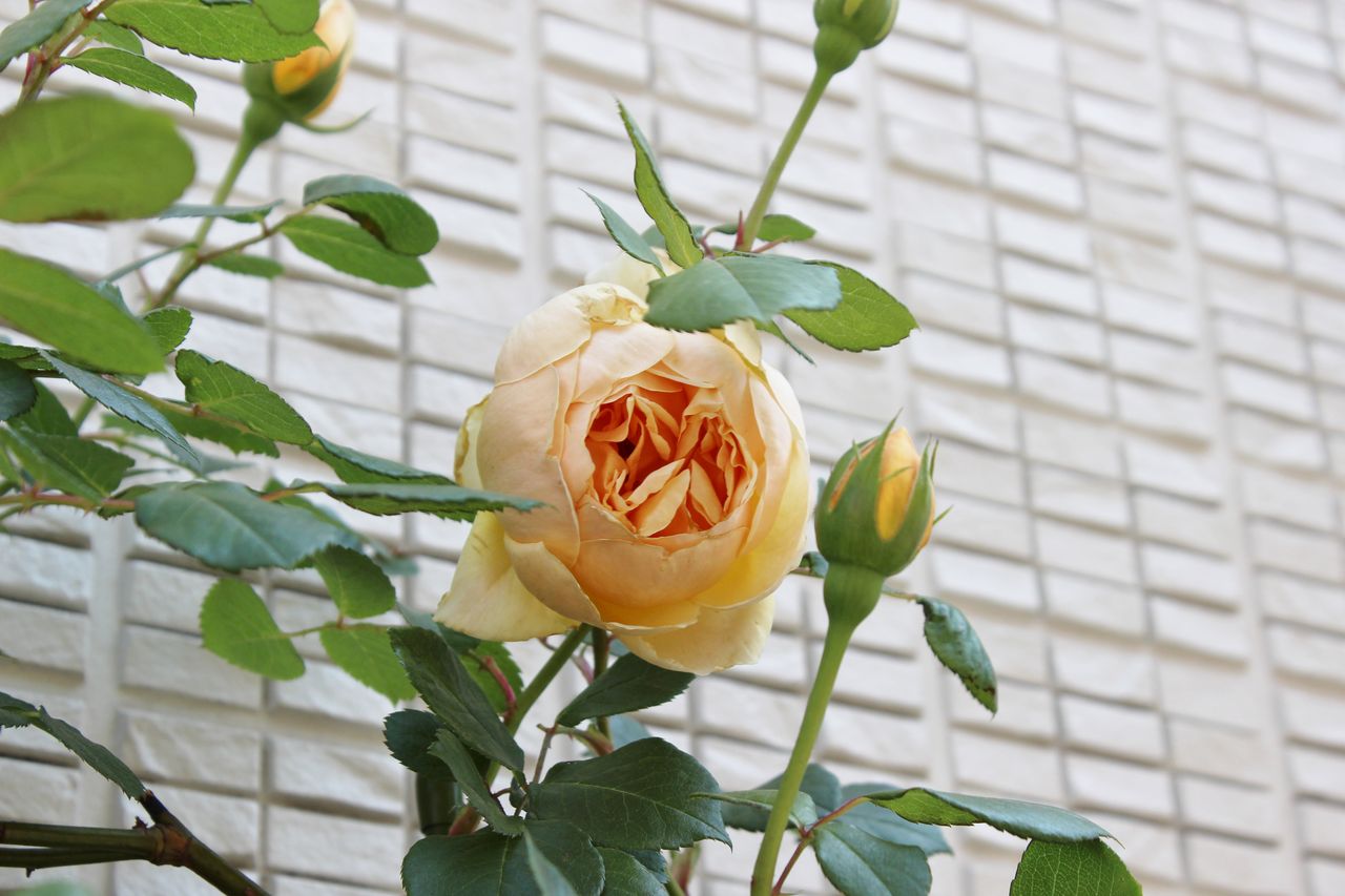 昨日の風で Fleur De La Rose 昨日の風で Fleur De La Rose