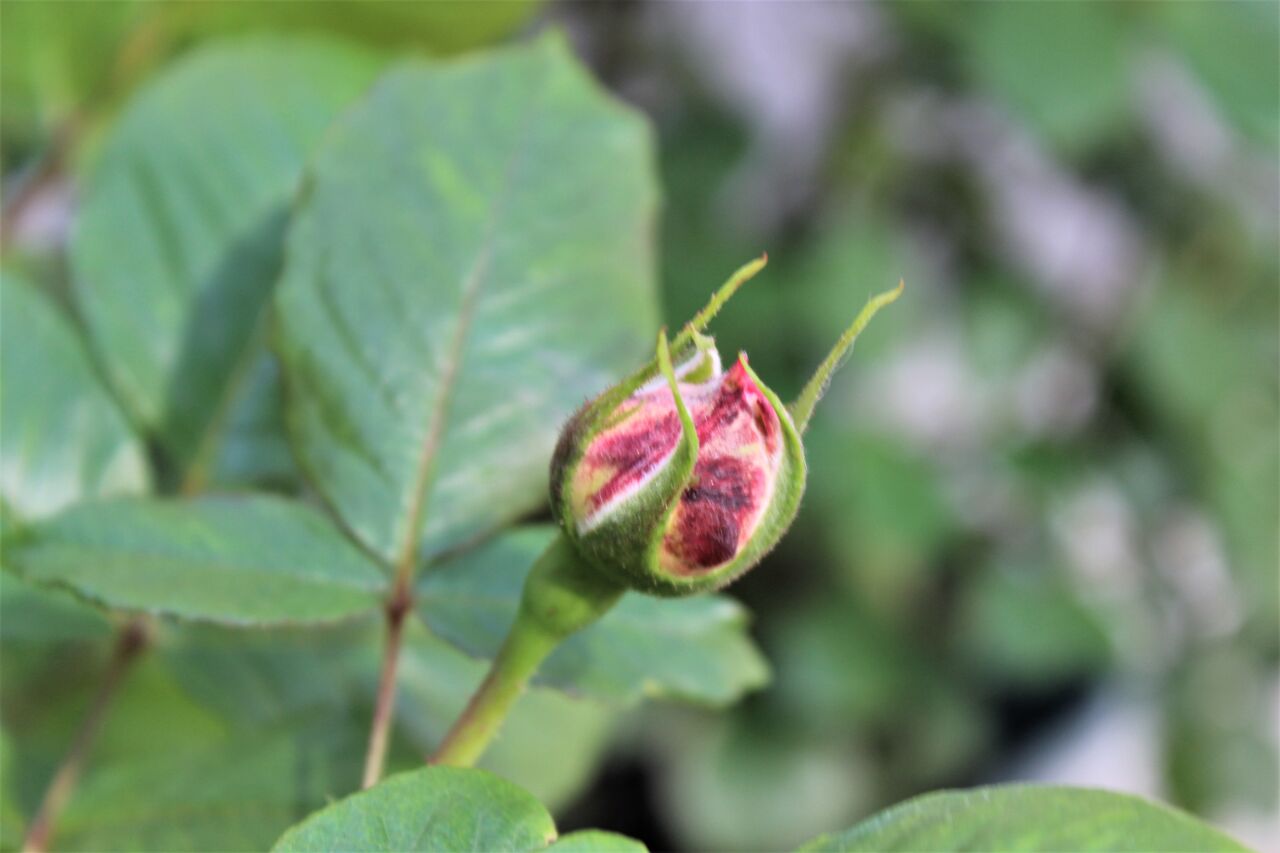 とりあえず 薔薇 Fleur De La Rose