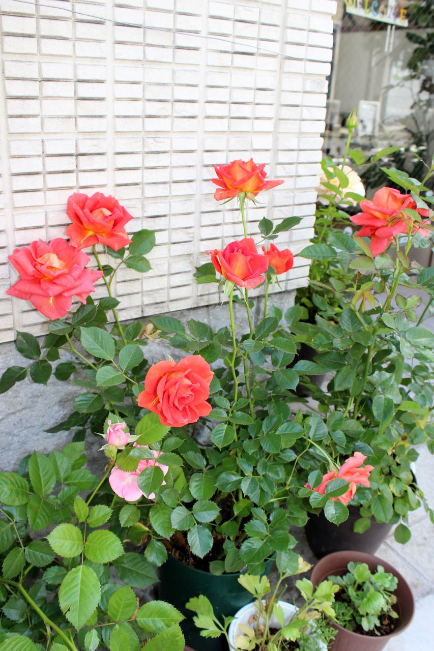 ミニバラが咲きそろい始めました Fleur De La Rose ミニバラが咲きそろい始めました Fleur De La Rose