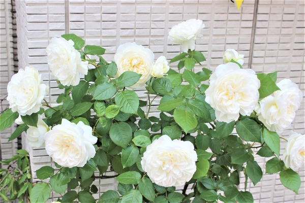 とりあえず 薔薇 Fleur De La Rose
