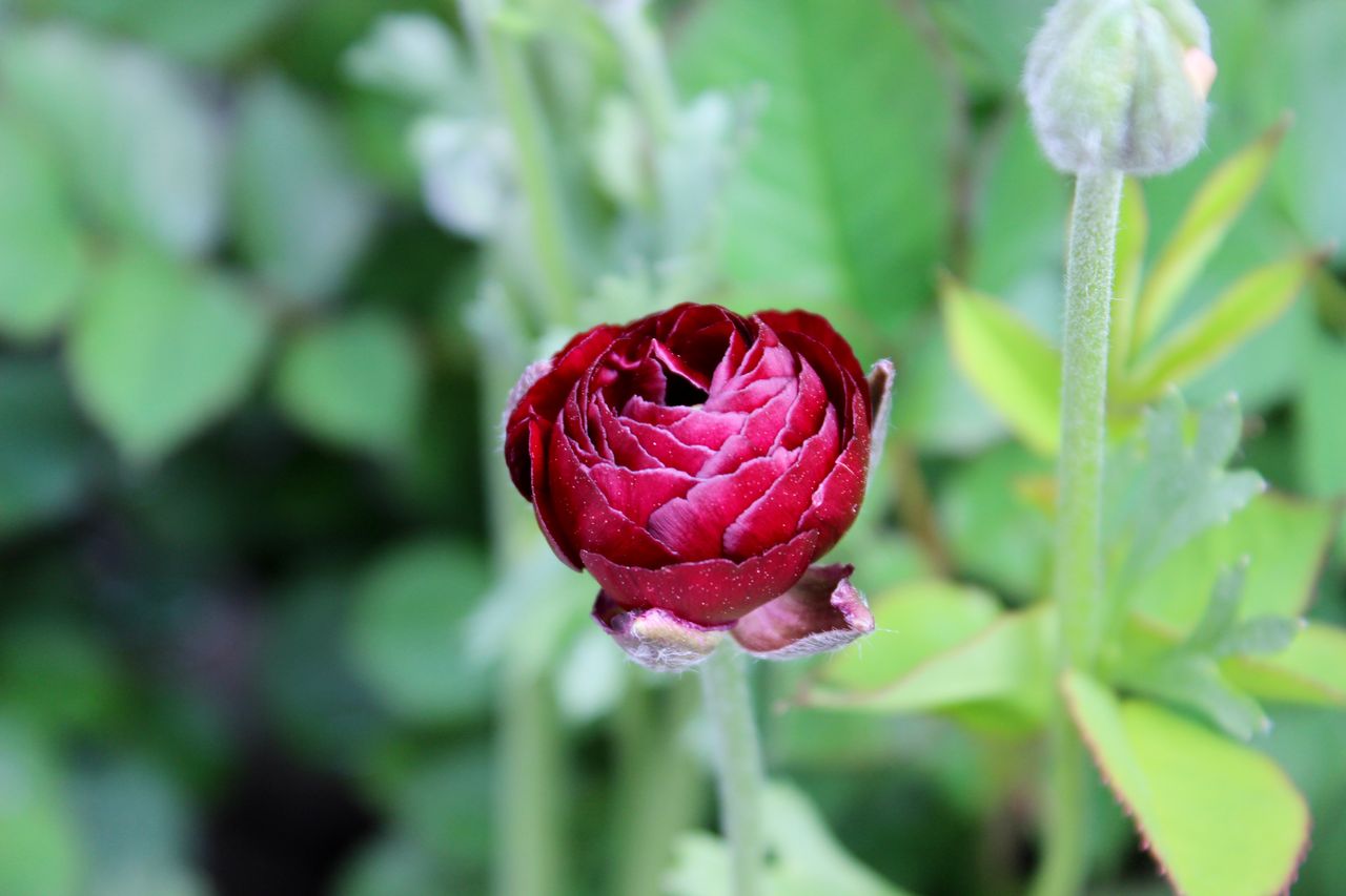 薔薇以外の植物 Fleur De La Rose