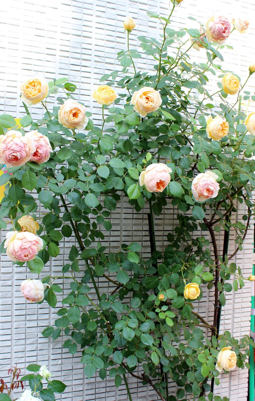 ２０１４年春 ジュード ジ オブスキュアjude The Obscure Fleur De La Rose