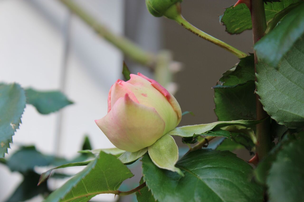 とりあえず 薔薇 Fleur De La Rose とりあえず 薔薇 Fleur De La Rose