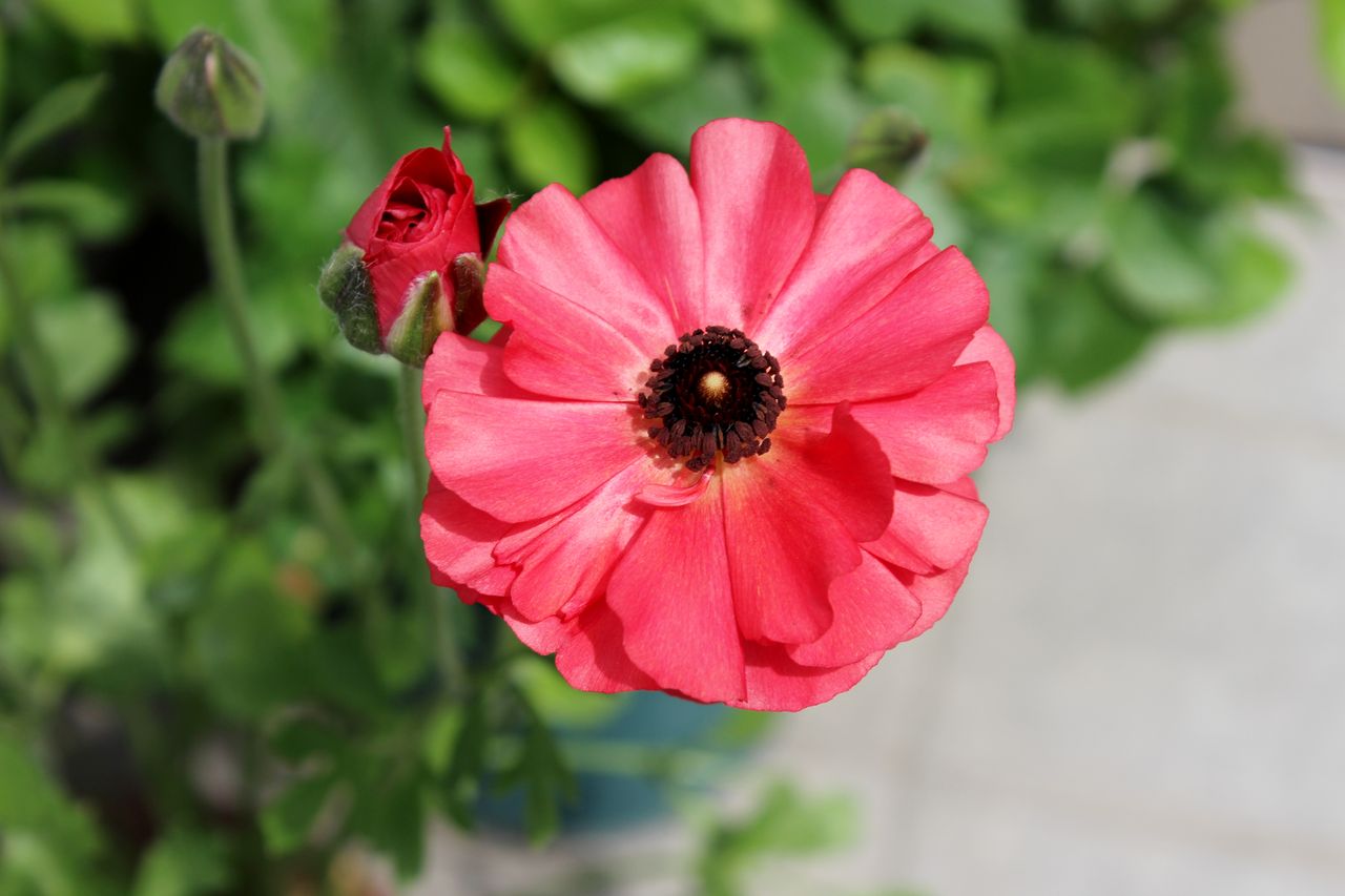 薔薇以外の植物 Fleur De La Rose 薔薇以外の植物 Fleur De La Rose