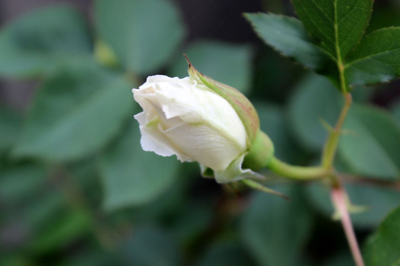雨後の薔薇ども Fleur De La Rose