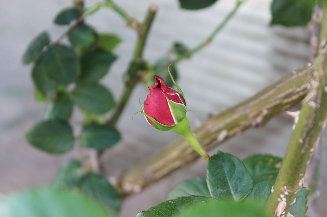 とりあえず 薔薇 Fleur De La Rose とりあえず 薔薇 Fleur De La Rose