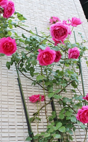 とりあえず 薔薇 Fleur De La Rose とりあえず 薔薇 Fleur De La Rose