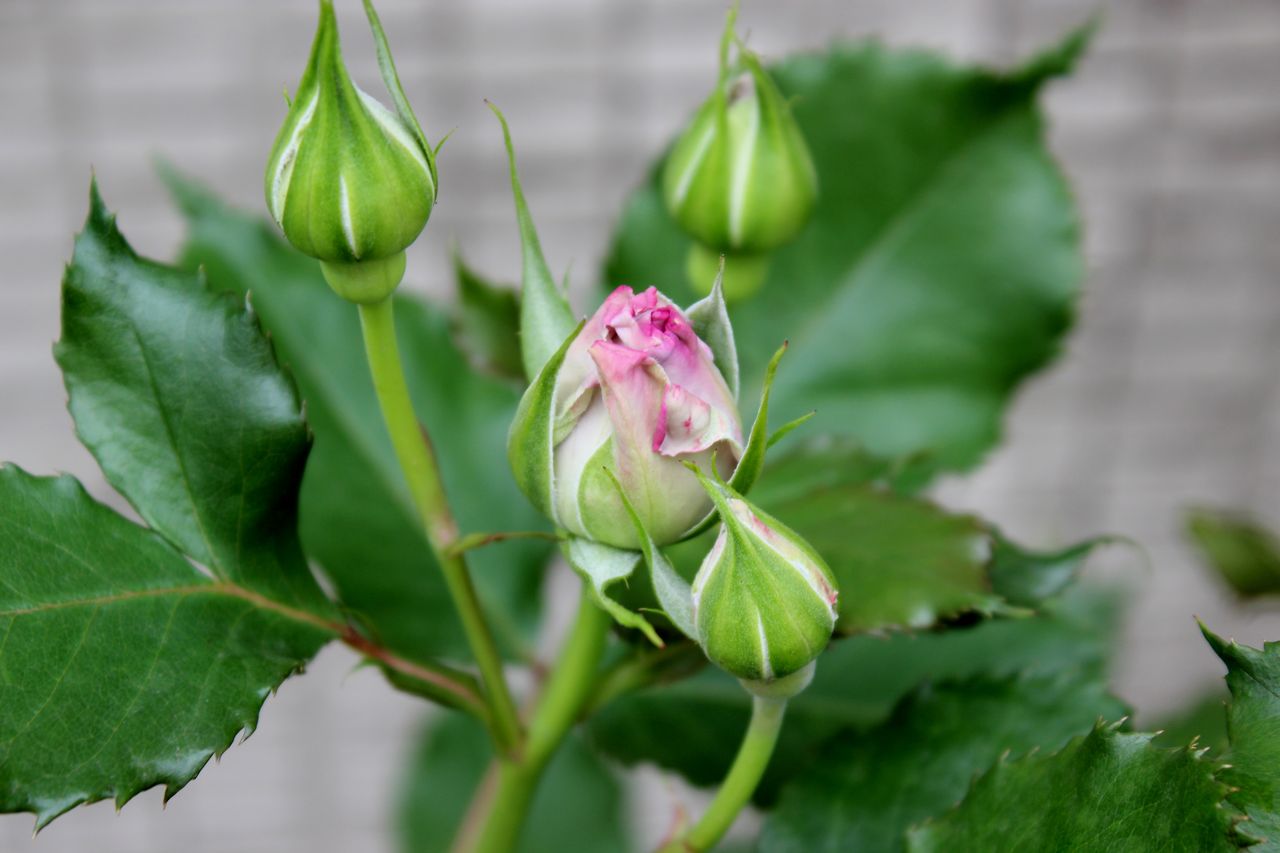 雨後の薔薇ども Fleur De La Rose