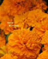 tagetes