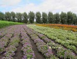 ageratum
