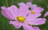 cosmos