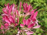 cleome