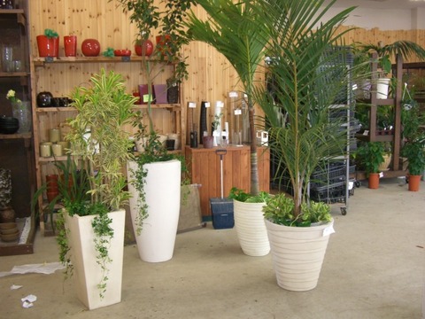中国陶器と観葉植物