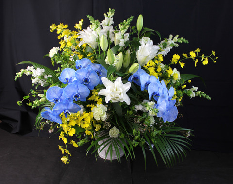 七戸様12月15日青胡蝶蘭仏アレ①