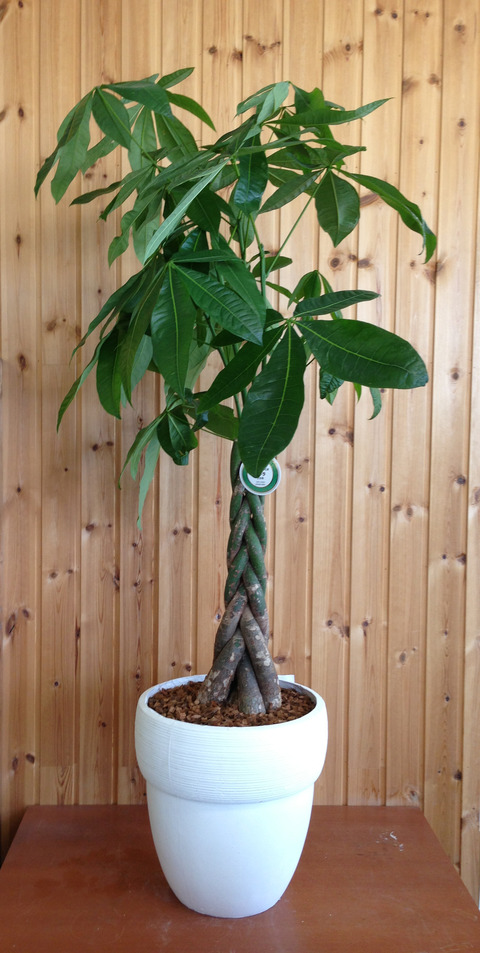 ʐ^ 2013-06-13 9 24 25