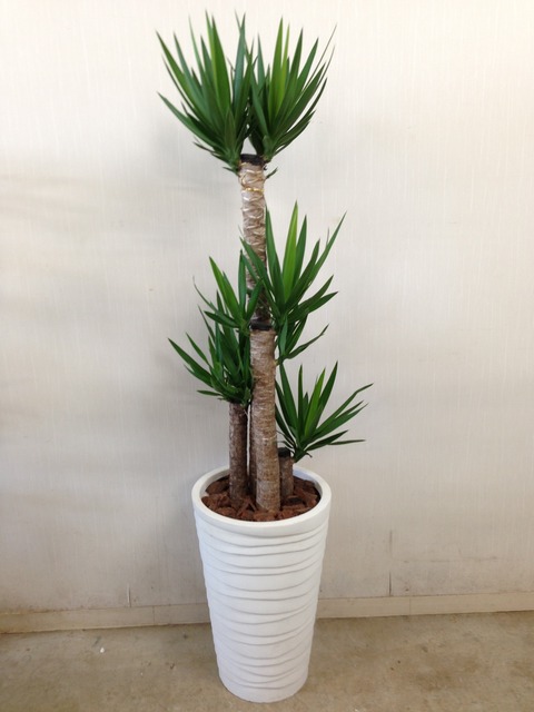 ʐ^ 2013-06-13 10 01 31