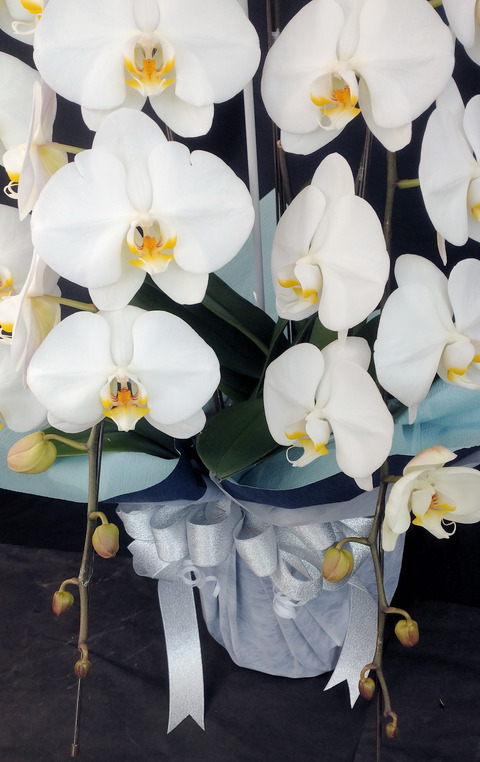 鹿部お供えファレノ3万