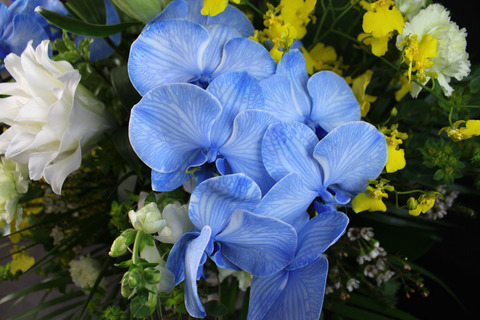 七戸様12月15日青胡蝶蘭仏アレ③