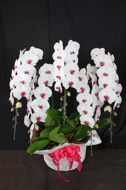 2019.2.16ファレノ5Fリップ(縮小)