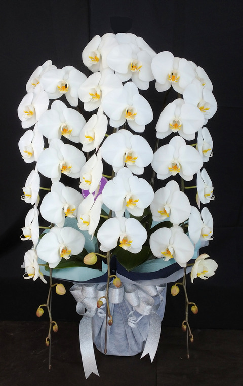 鹿部お供えファレノ3万②