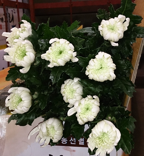 咲き2