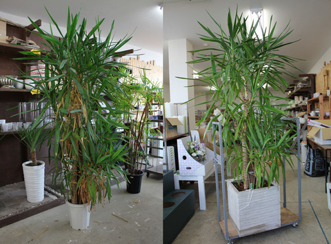 ユッカ植え替えビフォーアフター(縮小)