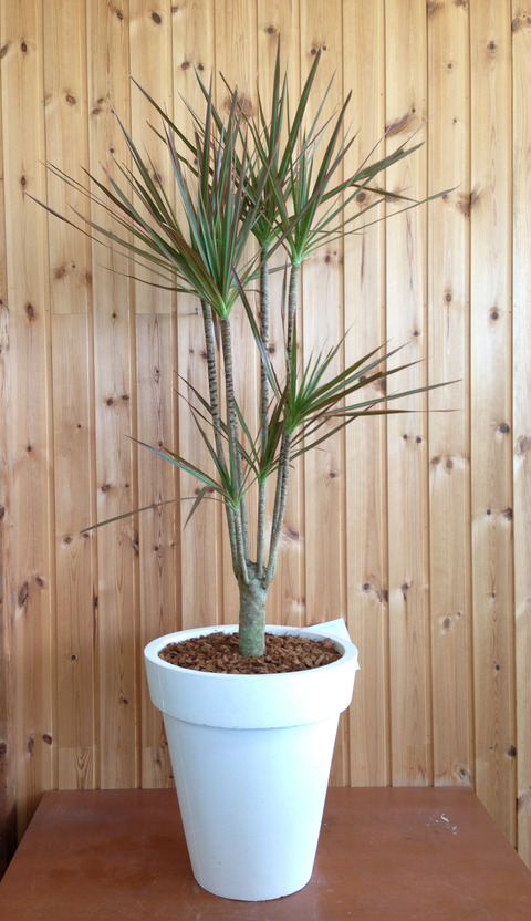 ʐ^ 2013-06-13 8 59 27