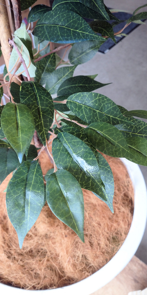 造花ベンジャミンフィッカス1.8m光触媒加工ｽﾌﾟﾚｰ後の葉面