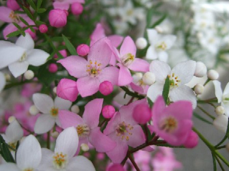 ボロニアラブラブ Bloomfield 花屋の日常 ボロニアラブラブ Bloomfield 花屋の日常