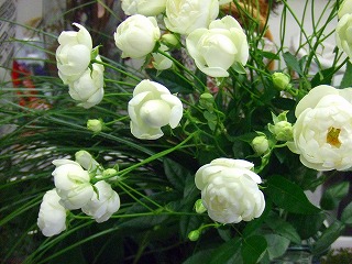 �����å�