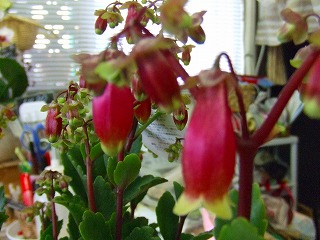 20090124 007