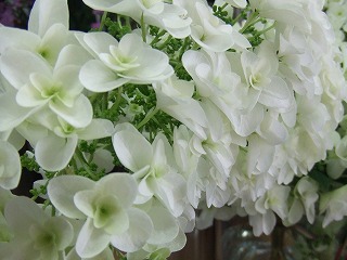 20090130 056
